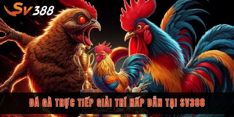 Đá gà trực tiếp là hình thức giải trí hấp dẫn của Sv388