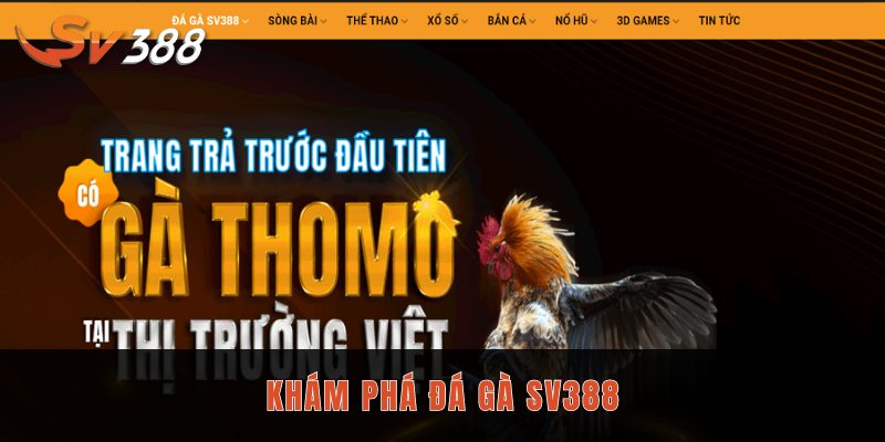 Khám phá đá gà SV388