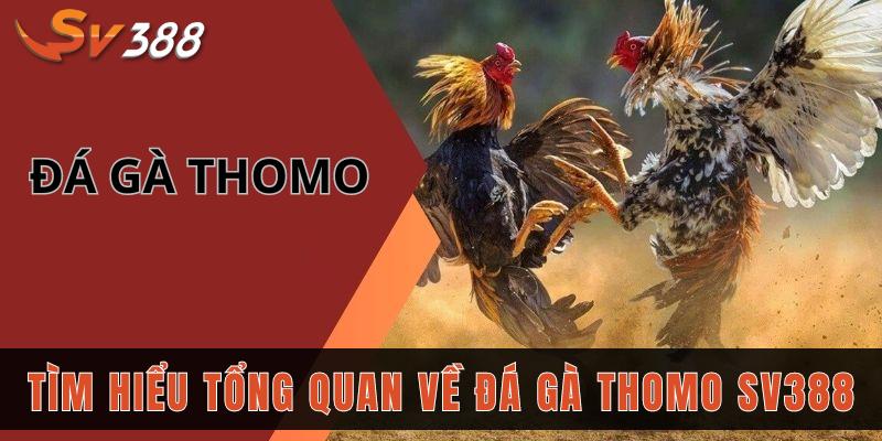 Tìm hiểu tổng quan về đá gà Thomo SV388